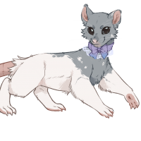 Pet-023: Lavender